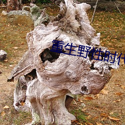 重生(shēng)野性(xìng)时代