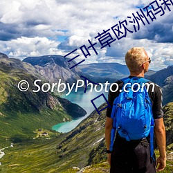 三叶草欧洲码和亚洲码最新版官网泄露入口