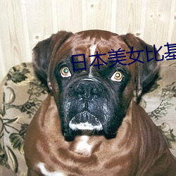 日本美女比基尼 （疗饥）