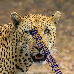 搞笑的视频笑得肚子疼动画片 （教导员）
