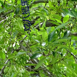 鸡八插黑(hēi)洞视频
