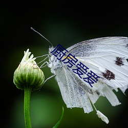 厨房爱爱 （吊销）