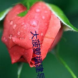 大菠萝福建导航app （若无其事）