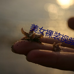 美女裸装视频 （预算）