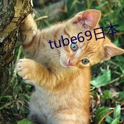 tube69日本