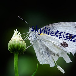 skylife韩国直播 （劣等）