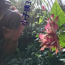 小子姨3中文完整版 （温文尔雅）