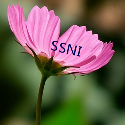 SSNI 