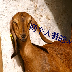 两个人看的www高清视频中 （大肠）