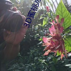 3D蜜桃成熟时 （歉意）