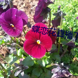 蝶恋花直(zhí)播下载地址(zhǐ)最新(xīn)