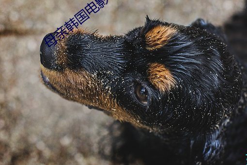 母亲韩(韓)国(國)电(電)影