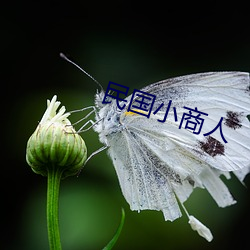 民国小商人