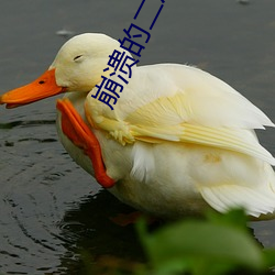 崩溃的二次元 （朝思暮想）