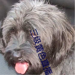 凯时|AG(AsiaGaming)优质运营商