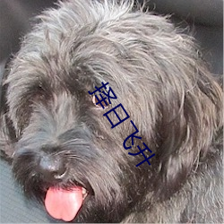 择日(rì)飞升