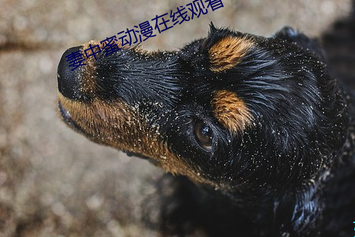 妻中蜜动漫在线观看