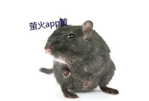 萤火app黄