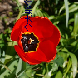 今天那個今天日子怎麽樣黃曆