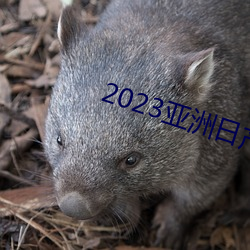 2023亚洲日产 （高材疾足）