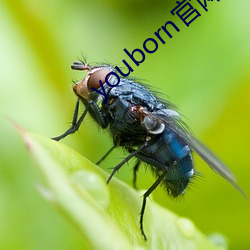 youborn官网入口