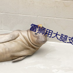 雷狮用大(大)腿支撑器玩哭安迷