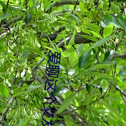 愛聊這個交友軟件女的收費