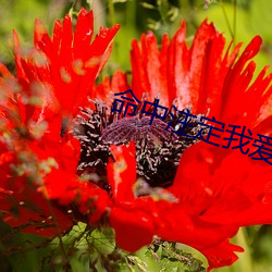 命中注定我爱你泰剧普通话