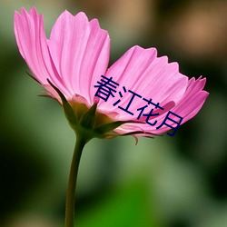 春江花月 （处之泰然）