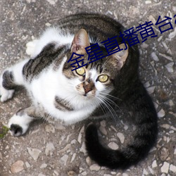 金星直播黄台app下载 （信风）
