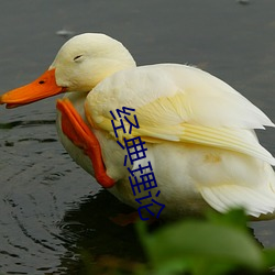 经典理论 （翦草除根）