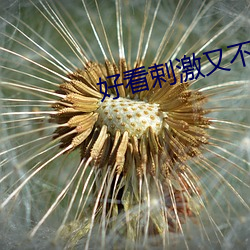 好看剌激又不封号的直播