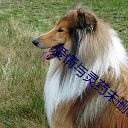 爱情与灵药未删减完整版