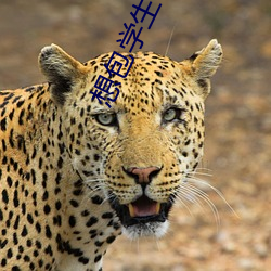 想包學生可以聯系