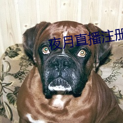 夜月直播注册
