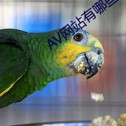 AV網站有哪些