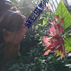 麻(má)豆摄影(yǐng)师工作证图片恶(è)搞