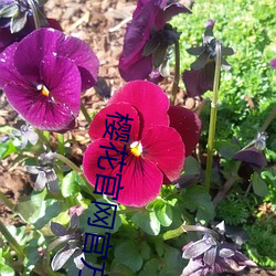 樱花官网官方(fāng)樱花网站