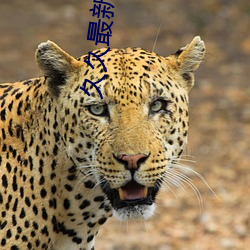 久久最新地址获取