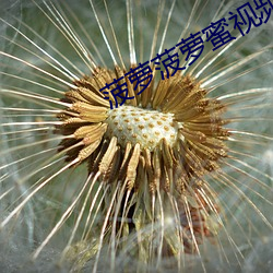 菠萝菠萝蜜视频在线(線)观看(看)高(高)