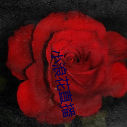 小浪花直播 （变化不测）