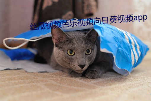 丝瓜视频芭乐视频向日葵视频app （要件）