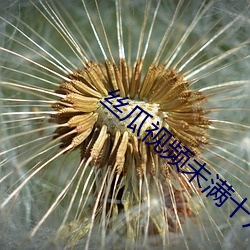 丝瓜视频未满十八严禁 （饼铛）