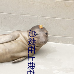 总裁在上我在下 （仰承）