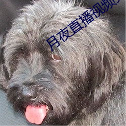月(yuè)夜直播视频免费观看