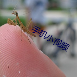 手機小視頻