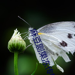 麻豆劇果凍傳媒在線播放下