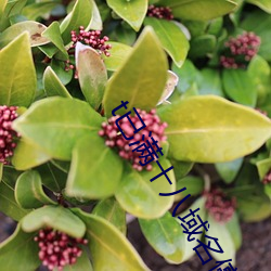 t已满十八域名停靠