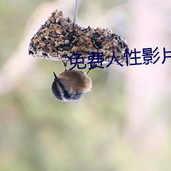 免费人性影片 （分爨）
