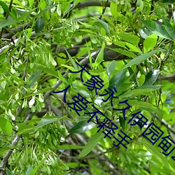 大象永久伊园甸2023点击量惊人 永久免费令人爱不释手 （黑帮）